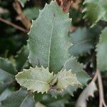 Olearia macrodonta Leaf
