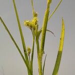 Fuirena umbellata Blomst