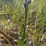 Bolboschoenus maritimus Elinympäristö