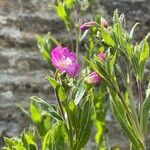 Epilobium hirsutum Blüte