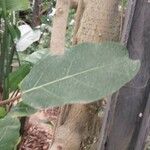 Ficus lutea Folha