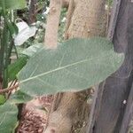 Ficus lutea Blatt