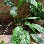 Spathiphyllum blandum Foglia