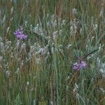 Calopogon tuberosus Habitus