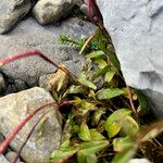 Epilobium anagallidifolium Lehti