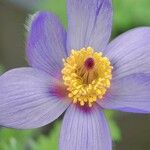 Anemone halleri Virág