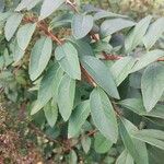 Spiraea canescens Foglia