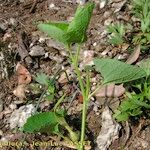 Aristolochia pallida Other