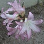 Amaryllis belladonna Blomma