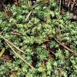 Paronychia polygonifolia Blad