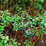 Vaccinium uliginosum Natur