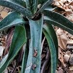 Gasteria croucheri Hoja