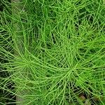 Equisetum arvense Natur