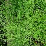 Equisetum arvense Συνήθη χαρακτηριστικά