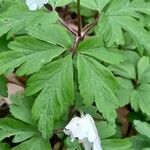 Anemone nemorosa Folha