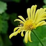 Doronicum columnae Цветок