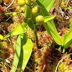 Maianthemum trifolium Vaisius