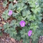 Geranium platypetalumΣυνήθη χαρακτηριστικά