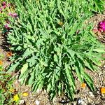 Papaver rupifragum Leaf