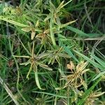 Cyperus flavescens Плід