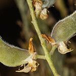 Lupinus croceus Fruit