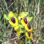 Ophrys lutea Fleur