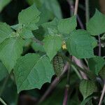 Physalis pubescens Altro