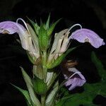 Acanthus montanus Flower