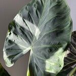 Alocasia longiloba 葉