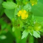 Potentilla norvegica Flower