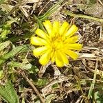 Taraxacum cucullatiforme 花