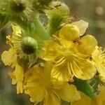 Agrimonia eupatoria Квітка