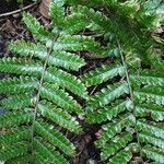 Polystichum polyblepharum Hoja