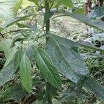 Neurolaena lobata Leaf