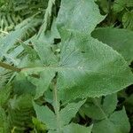 Lactuca alpina Leaf