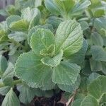 Coleus caninus Leaf