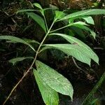 Bertiera bracteosa Leaf