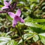 Cardamine pentaphyllos Flor