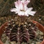 Gymnocalycium mihanovichii Habitatea