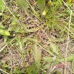 Crepis vesicaria Агульны выгляд