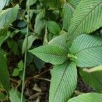 Persicaria campanulata Leaf