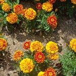Tagetes erecta その他の提案