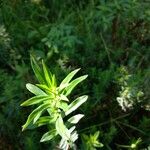 Ammannia baccifera 葉