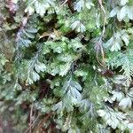 Hymenophyllum tunbrigense Blad