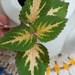 Coleus decurrensBlad