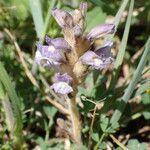 Orobanche nana Кветка
