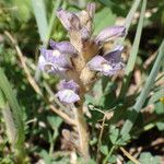 Orobanche nana Flower