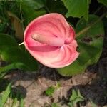 Anthurium faustomirandae 花