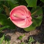 Anthurium faustomirandae Çiçek