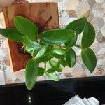 Cattleya intermedia Blad